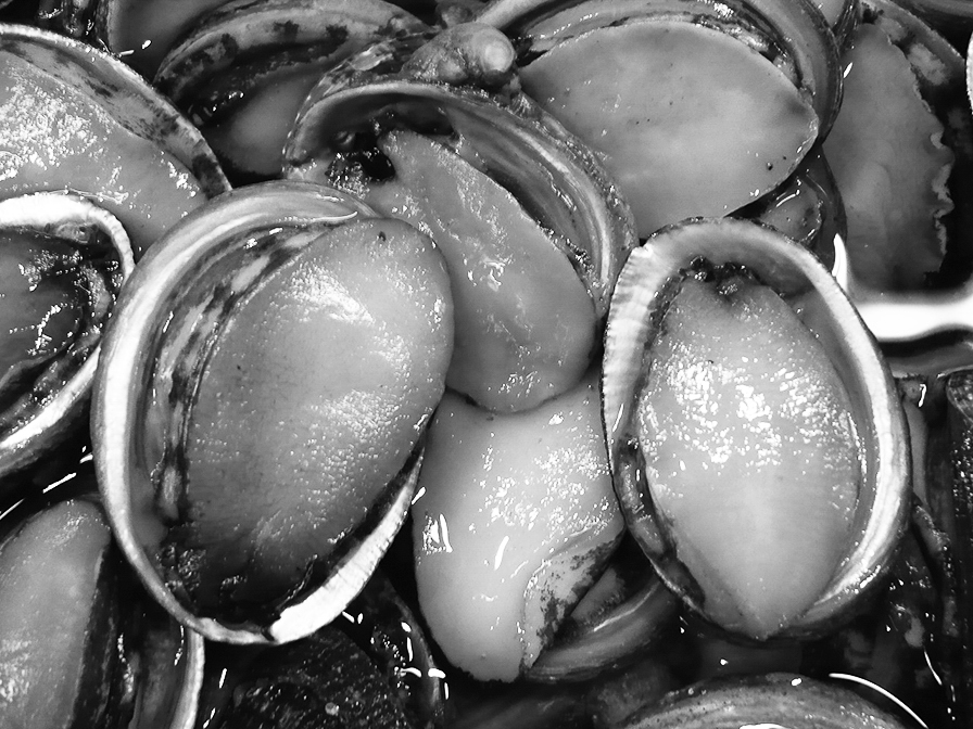 14p_魚_トコブシ