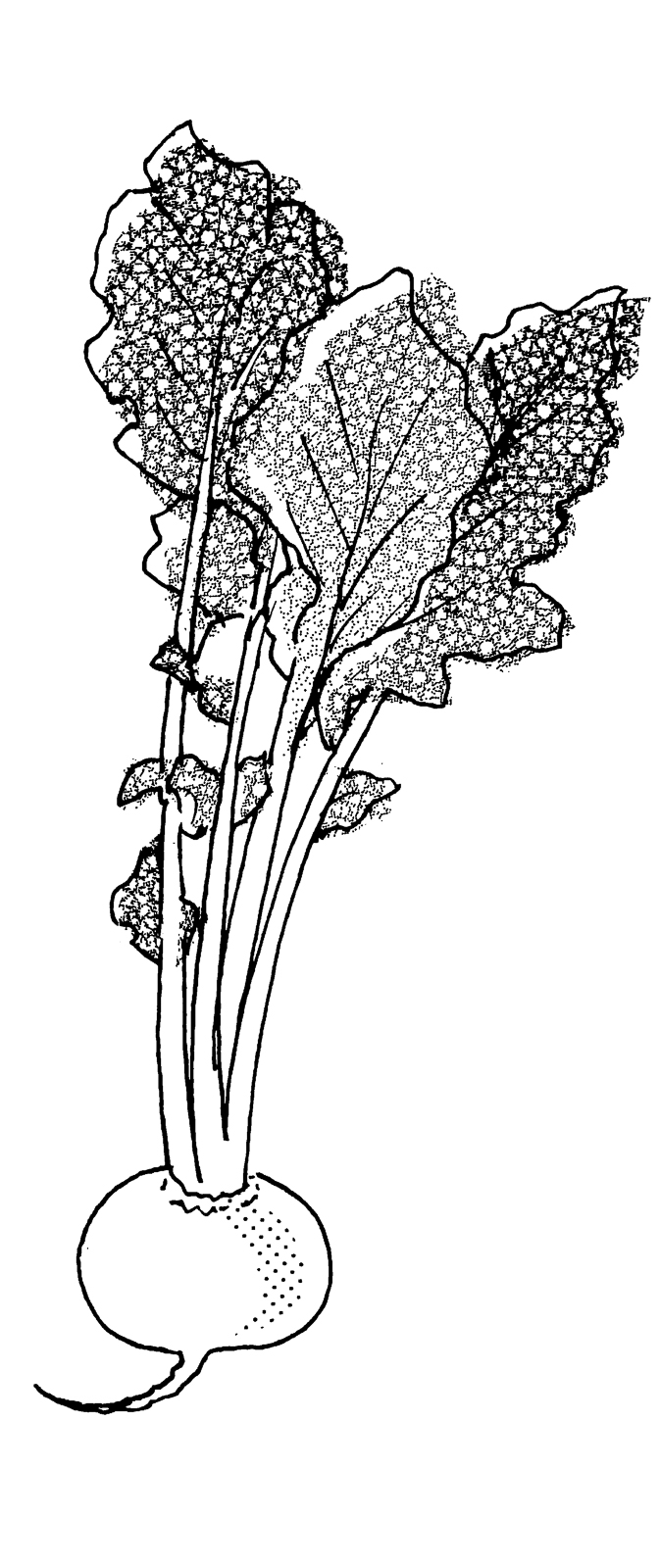 22p_野菜 図形 シルエット①