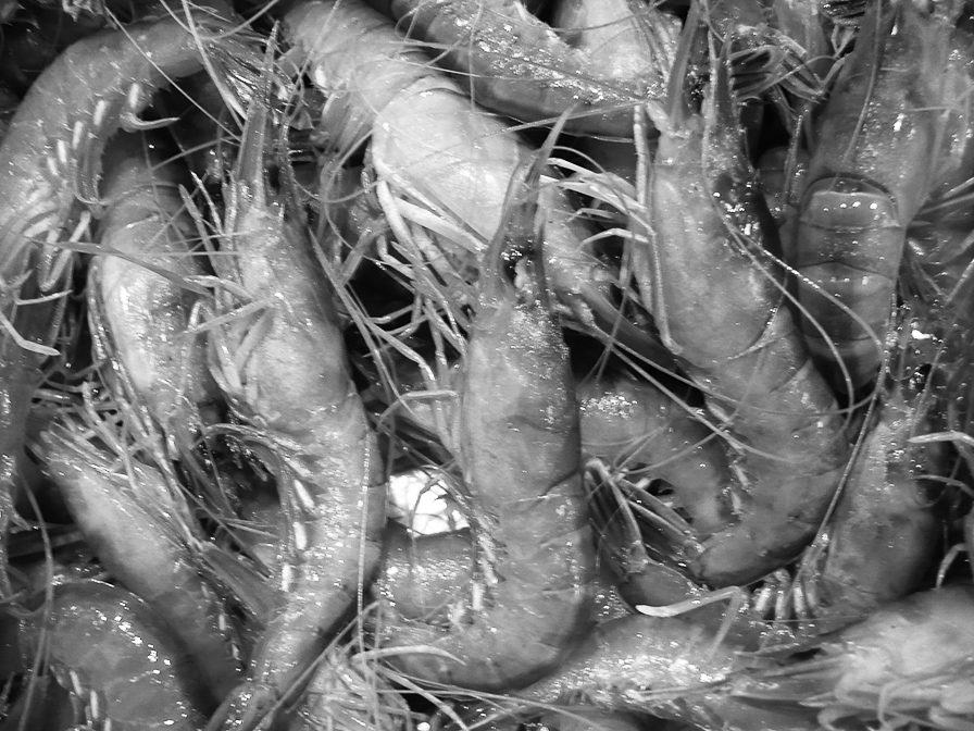 14p_魚_ジャコエビ