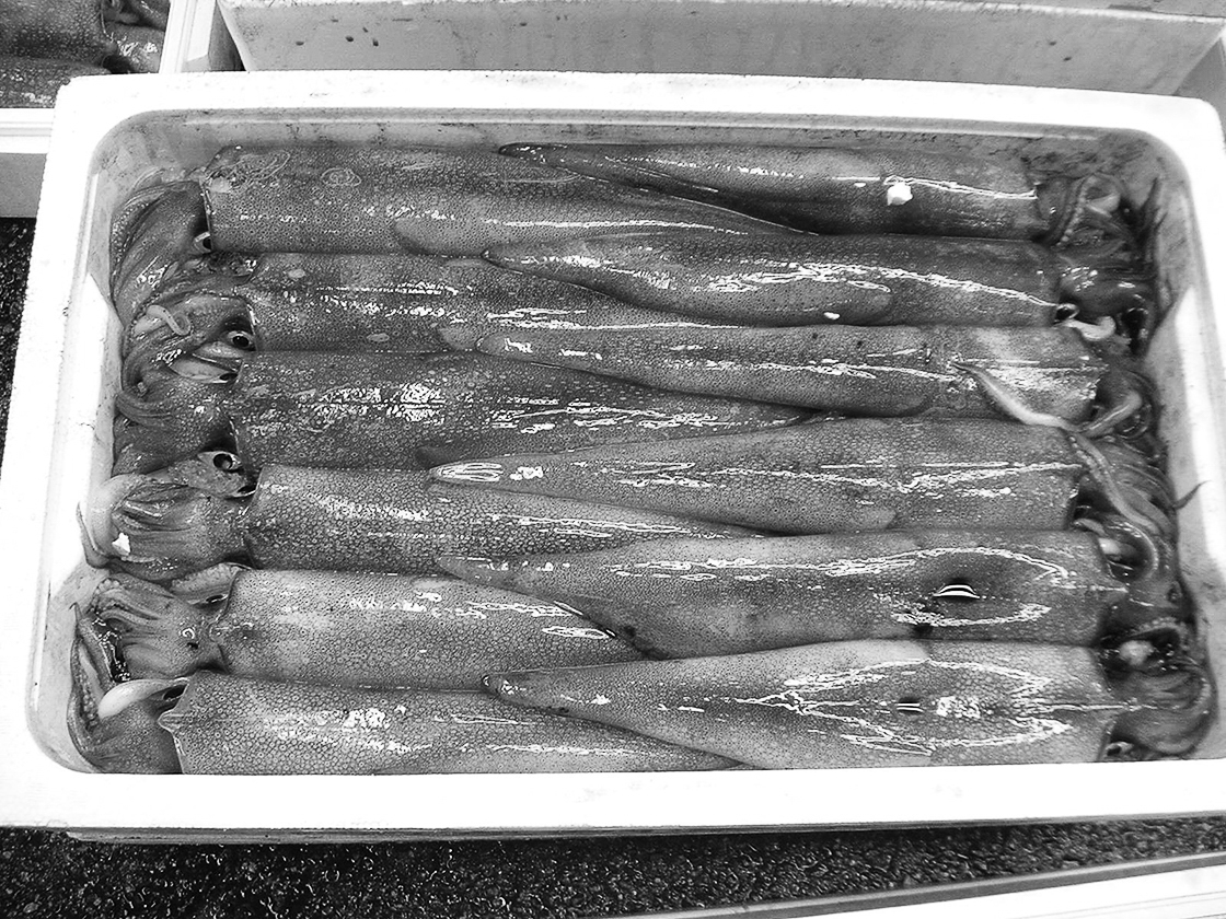 13p_魚_ケンサキイカ