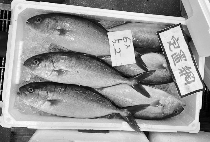 13p_魚_カンパチ