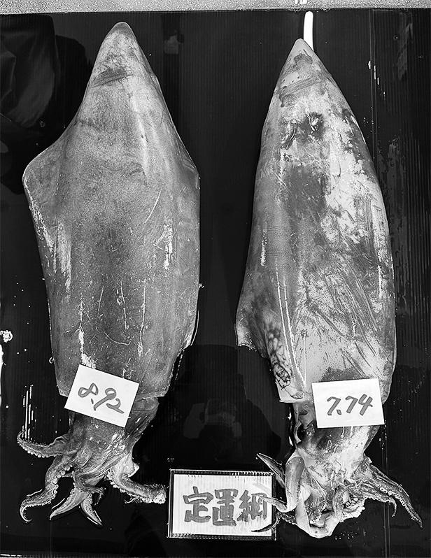 13p_魚_ソデイカ