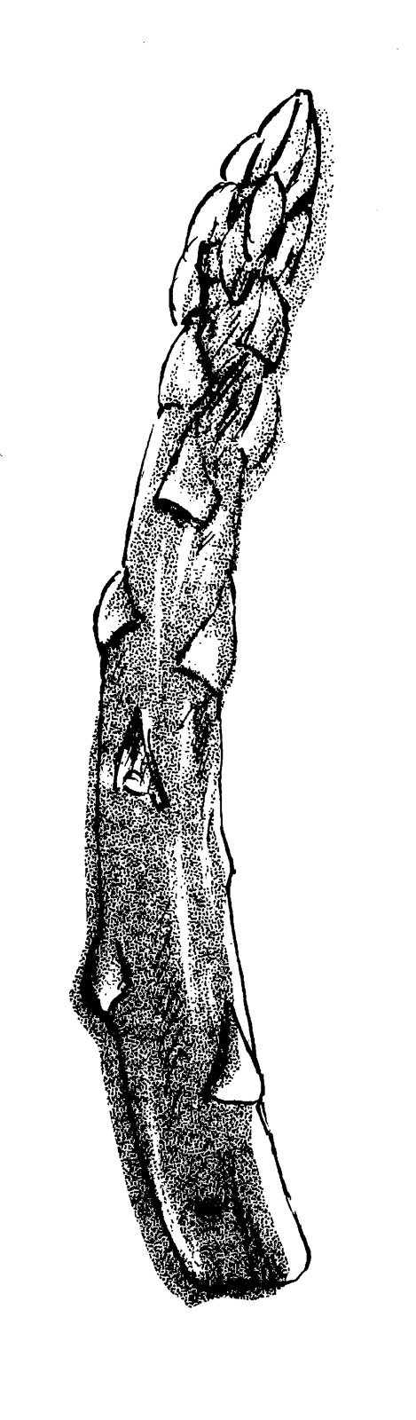 22p_野菜 吹き出し シルエット①