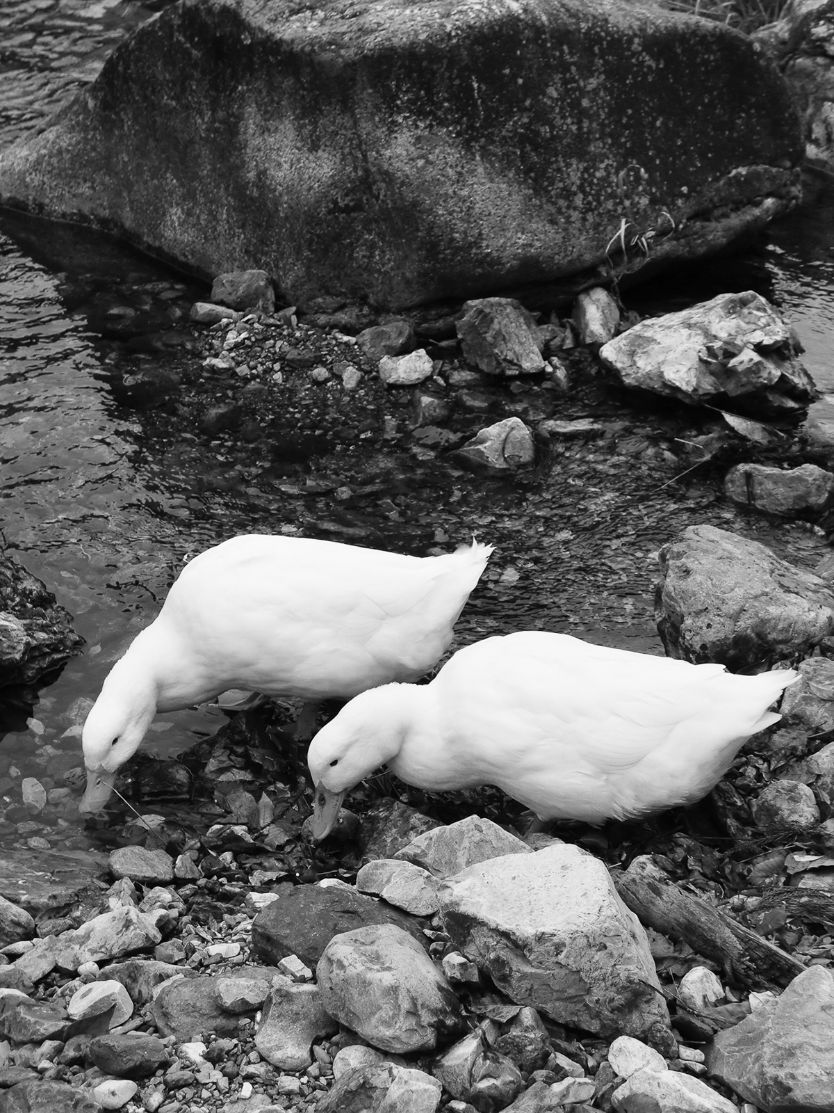 01p_ワンショット