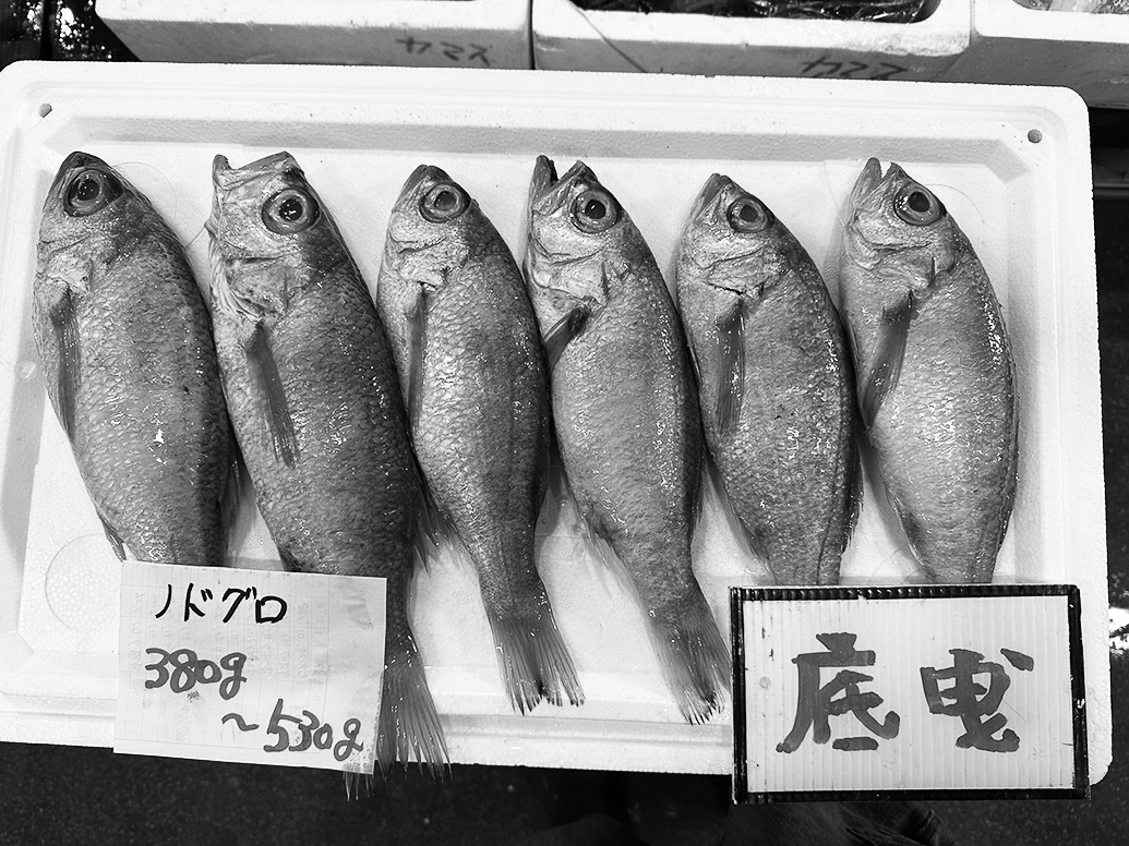 13p_魚_ノドグロ