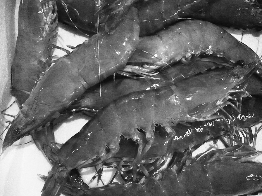 12p_魚_アシアカエビ