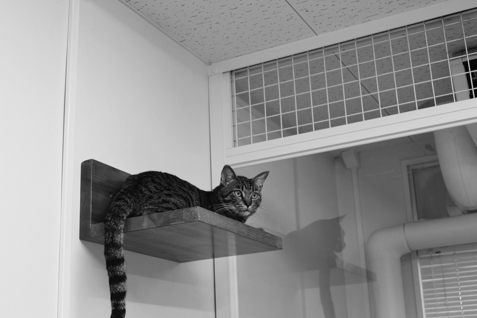 11p_地域_ワンニャン04